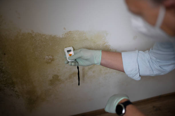 Best Office Mold Removal Services  in Schofield, WI
