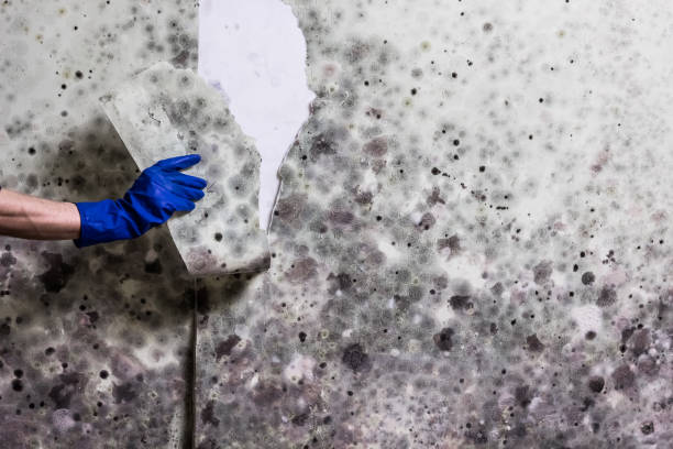 Mold Removal Process in Schofield, WI