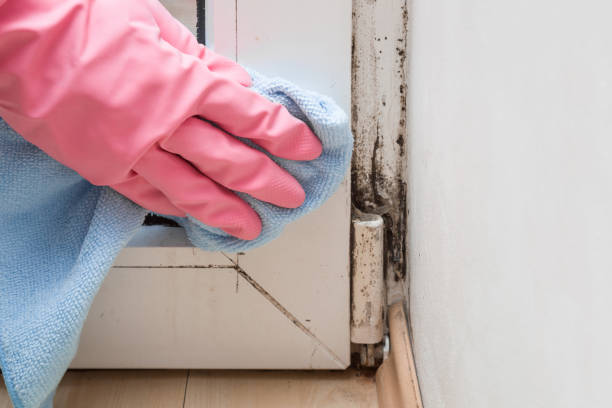 Best Commercial Mold Removal  in Schofield, WI